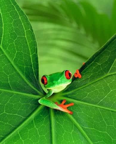 CUte frog looking at you
